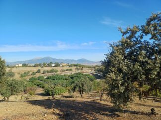 Finca rústica con aguacates en Coín