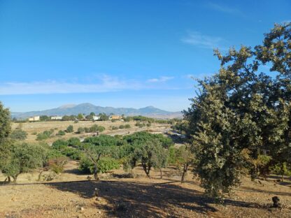 Finca rústica con aguacates en Coín
