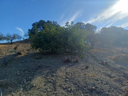 Finca rústica con aguacates en Coín - Imagen 2