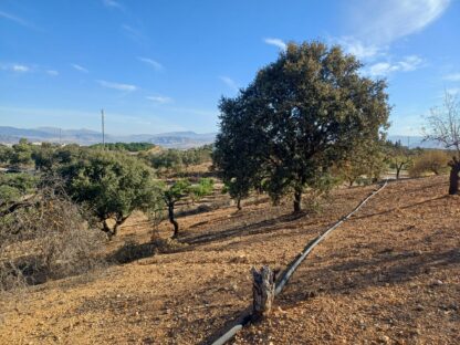 Finca rústica con aguacates en Coín - Imagen 5