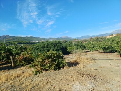 Finca rústica con aguacates en Coín - Imagen 4