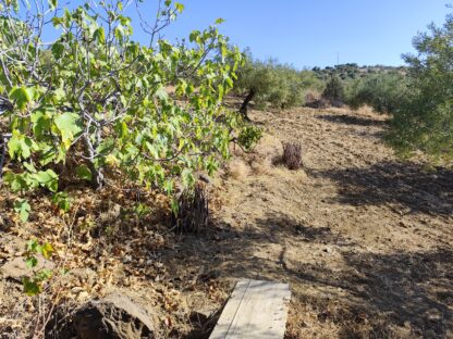 Finca rústica en Tolox con agua potable - Imagen 12