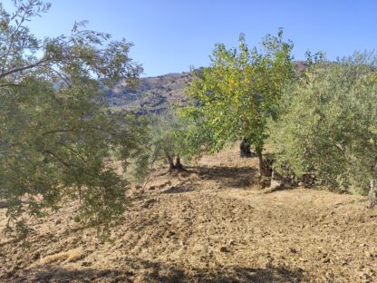 Finca rústica en Tolox con agua potable - Imagen 11