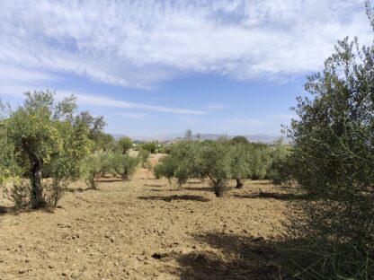 Finca rústica Olivar en Coín - Imagen 10