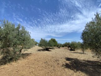 Finca rústica Olivar en Coín
