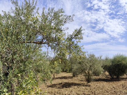 Finca rústica Olivar en Coín - Imagen 9