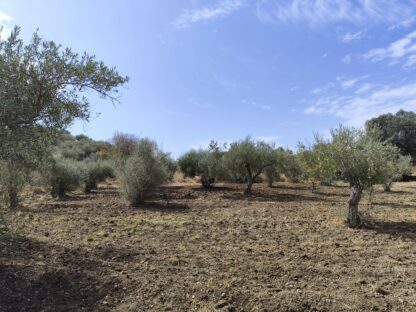 Finca rústica Olivar en Coín - Imagen 4
