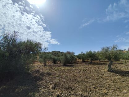 Finca rústica Olivar en Coín - Imagen 3