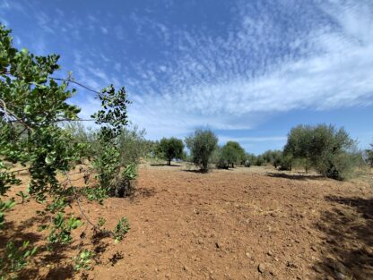 Finca rústica Olivar en Coín - Imagen 2